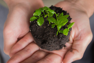 Young green plant in hands. Small  Plant with leaves in soil in hands. New life concept.  Care and protection concept. Green plant in ground. Ecology background. Spring nature concept. Growing plants.