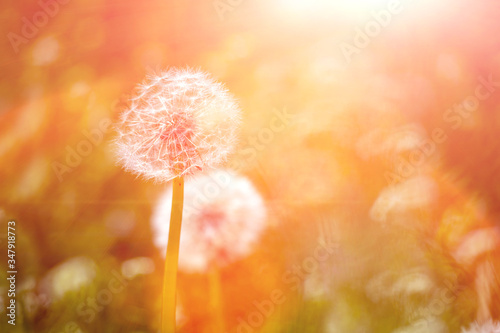 Dandelion flower in green grass.