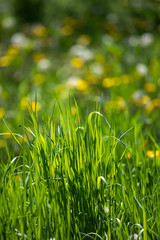 Sticker - Magic meadow with green grass and beautiful bokeh.