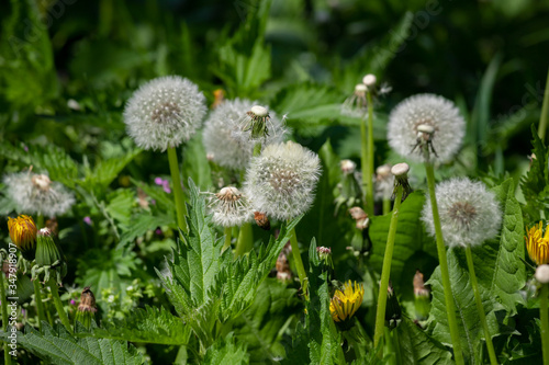Dandelion flower in green grass.