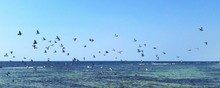 Flock Of Birds Flying Over Sea Against Clear Blue Sky