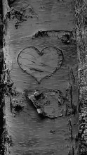Heart Shape Carved On Tree Trunk
