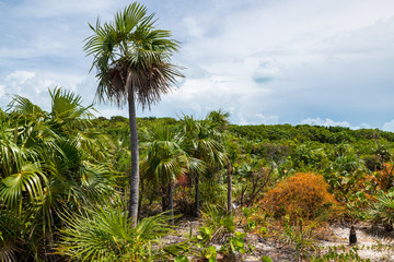 Wall Mural - Tropical vegetation in Stock Island (Exuma, Bahamas).