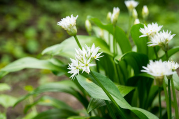 bear garlic by the stream in a wet garden meadow..