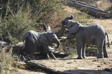 Two Elephant Calf's rubbing on a tree