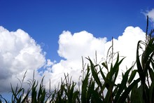 Corn Crop Against Cloudy Sky