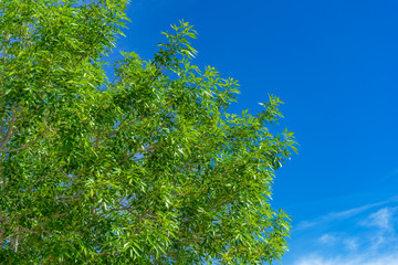 Wall Mural - Green leaves branches with blue sky nature background