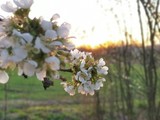 Fototapeta Natura - blooming cherry tree