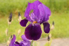 A Beautiful Purple Bearded Iris Closeup And A Green Background In The Garden In Springtime