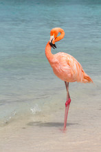 A Preening Flamingo On The Beach