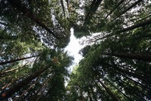 From Below Of High Powerful Pines Trees With Green Crowns On An Silence Peaceful Forest