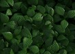 Green leaves background 3d rendering