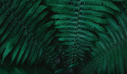  Dark green fern leaves
