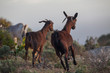 © adradaguajardo - WILD GOATS IN MOUNTAINS AT SUNSET. TRAMUNTANA MALLORCA