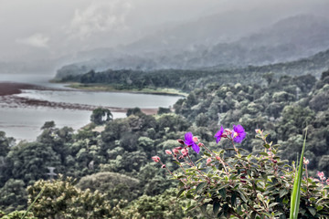 top view of the lakes Tamblingan and Buyan. Flowering plant in the foreground. Bali. Indonesia...