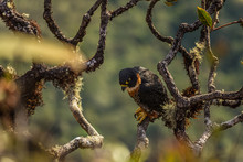 Tiny Hawk (Accipiter Superciliosus) On Top Of Roraima (Venezuela). Its A Small Diurnal Bird Of Prey Found In Or Near Forests, Primarily Humid, Throughout Much Of The Neotropics.