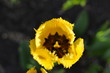Kielich żółty tulipan.