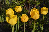 Fototapeta Tulipany - Żółte postrzępione tulipany.