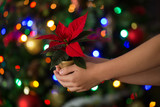 Fototapeta Storczyk - Hands holding giving a blooming red poinsettia / Christmas star flower in a golden pot on the background of the glowing color lights of the Christmas tree. Horisontal