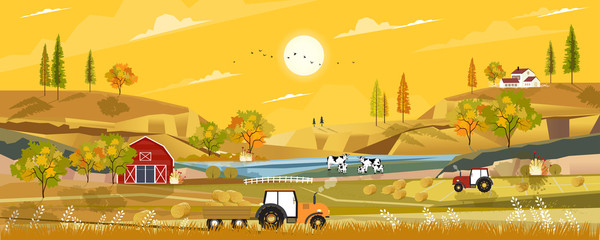 autumn landscape with sunrise view on harvested field with farmhouse,tractor, wood barn,cows and str