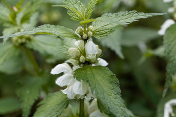 Wall Mural - White dead nettle, Lamium album.