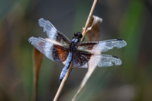 A Battered Widow Skimmer Dragonfly Rests On A Dry Reed
