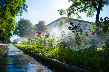 Watering lawn and rose flowers in the morning in park