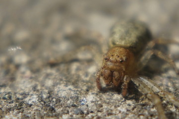 scary spider like an alien