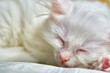 White Turkish angora Kitten Sleeps Close-Up color