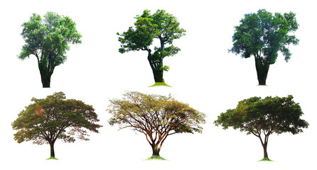 Blur collection of trees consists of 6 images, 2 sets, 3 images for each of the same species, separate on a white background