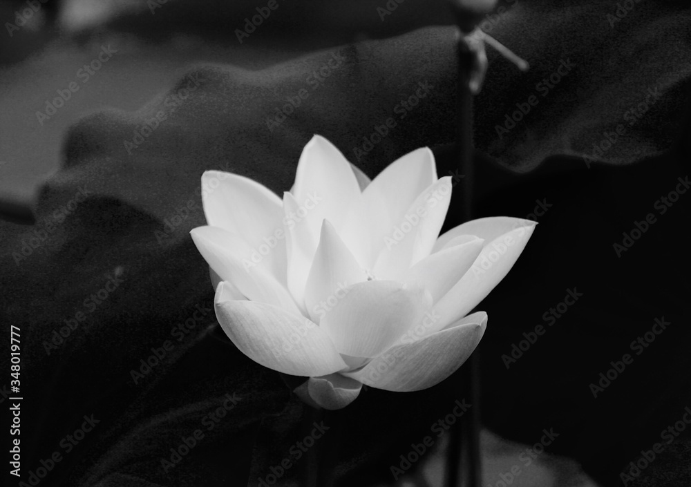 Close-up Of Lotus Water Lily - obrazy, fototapety, plakaty 