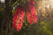 Close-up Of Bottlebrush Flowers Blooming Outdoors