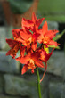 Orange Orchid Hybrid: Rhyncattleanthe Shinfong Dawn