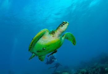 Wall Mural - The swimming turtle.