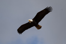 A Single Bald Eagle Circling In The Sky Searching For Food.