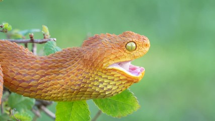 Wall Mural - Venomous Bush Viper Snake (Atheris squamigera) swallowing prey 4K Video