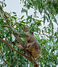 A Female Australian Koala With Joey Feeding On Gum Leaves