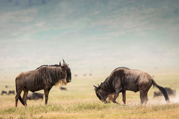 Two wildebeast during safari in National Park of Ngorongoro, Tanzania. Wild nature of Africa