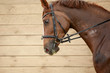 portrait of young chestnut trakehner horse in bridle during training