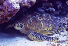 Close-up Of Turtle In Sea