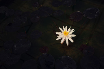 Beautiful Thai Lotus in dark blue water surface