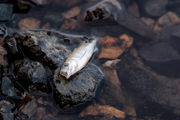 dead fish in a pond on the rocks near the shore