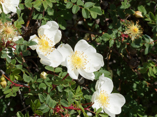 Canvas Print - Blüten mit weißen Blütenblättern der Bibernell-Rose auf kurzen rotbraunen dornigen Zweigen auf und kleine dunkelgrüne Zahnblätter