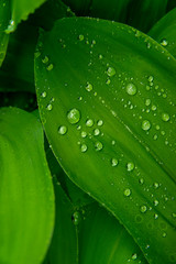 Leaves of garden plants with drops of water after rain, closeup top view