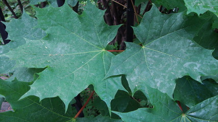 Closeup Of Two Green Leaves 