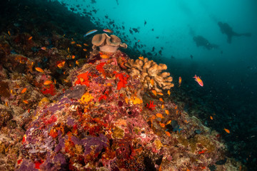 Colorful underwater scene of fish and coral with scuba divers swimming in the background