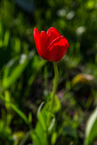 Fototapeta Tulipany - Red tulip in the garden on a sunny spring day. Vertical. Beauty and life.