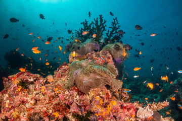 Canvas Print - Colorful underwater scene of small fish surrounding coral reef formations