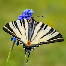 Scarce Swallowtail - Iphiclides Podalirius,  Beautiful Colored Swallowtail From European Meadows And Bushes, Zlin, Czech Republic.