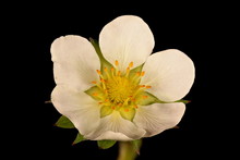 Garden Strawberry (Fragaria Ananassa). Flower Closeup